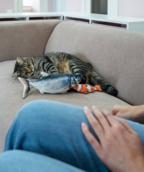Cat laying on couch with fish toys while pet sitter sits with them