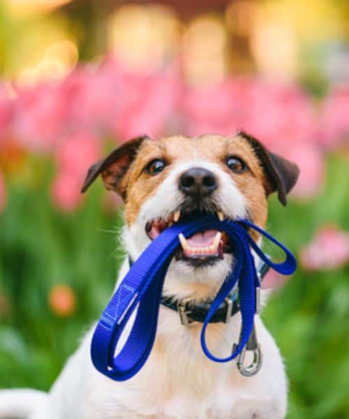 Cute Jack Russell Terrier with flower background and blue leash in its mouth