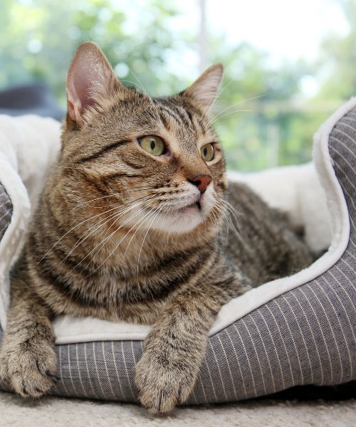 Why Choose Royal Paws in Meridian Hills Williams Creek