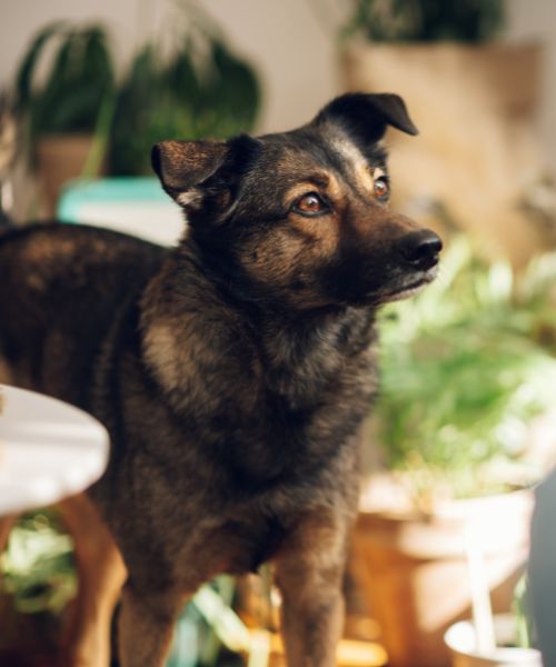 Your Local Meridian Hills Williams Creek Knowledgeable Expert.