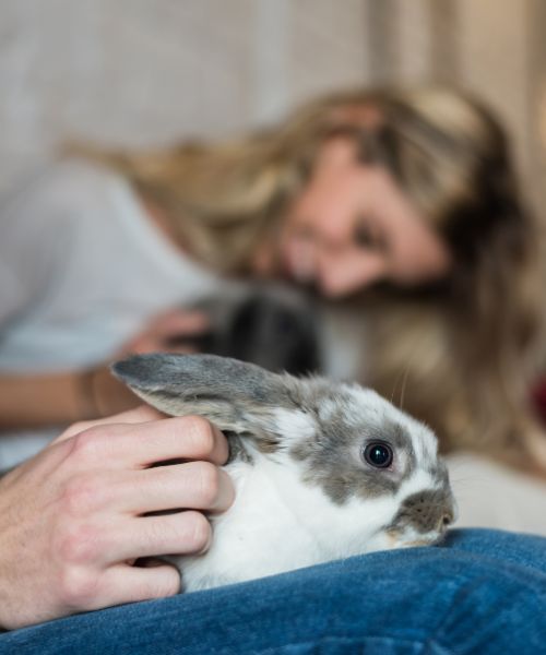 Your Trusted Pet Care Provider in Glendale
